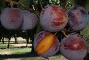 Flavor King Pluot
